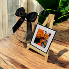 PET GALLERY COLLECTION